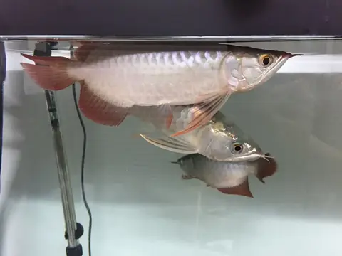 Cá Betta Multicolor Thái