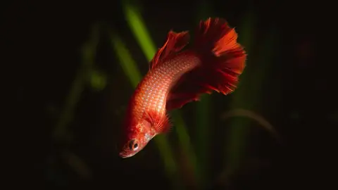 Cá Betta Halfmoon