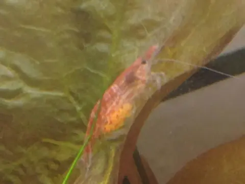 Tép Red Cherry