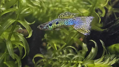 Cá Guppy Cobra Green