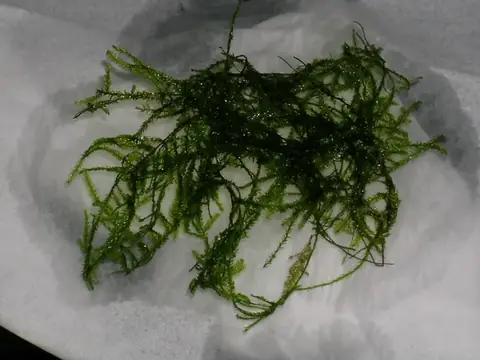 Bucephalandra Catherine