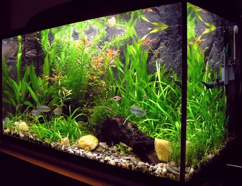 Đèn LED Thuỷ Sinh 60 cm