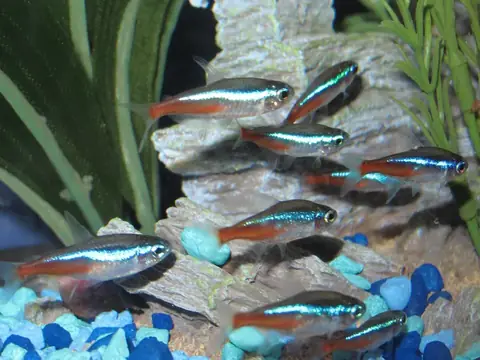 Cá Neon Tetra