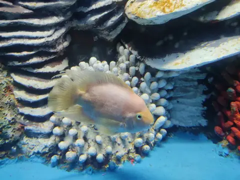 Cá Guppy Panda