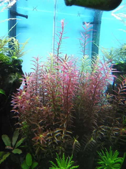 Rotala Rotundifolia