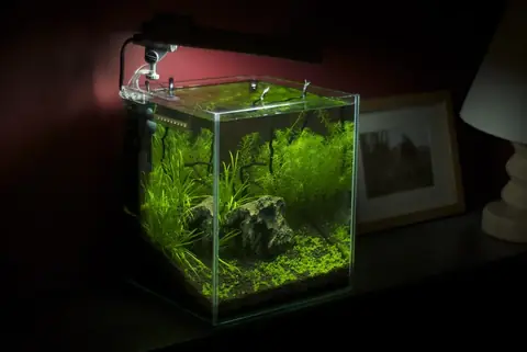 Bể Kính Siêu Trong 30 cm